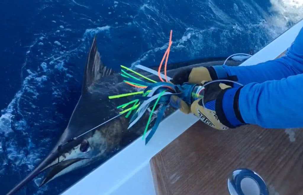 blue marlin brought to boat during Los Cabos Billfish Tournament