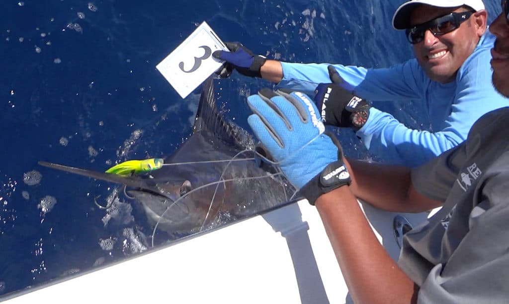 blue marlin release during tournament
