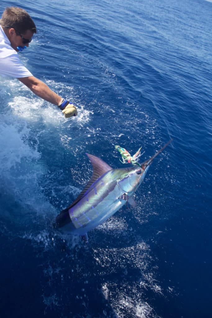 blue marlin in Los Cabos Billfish Tournament