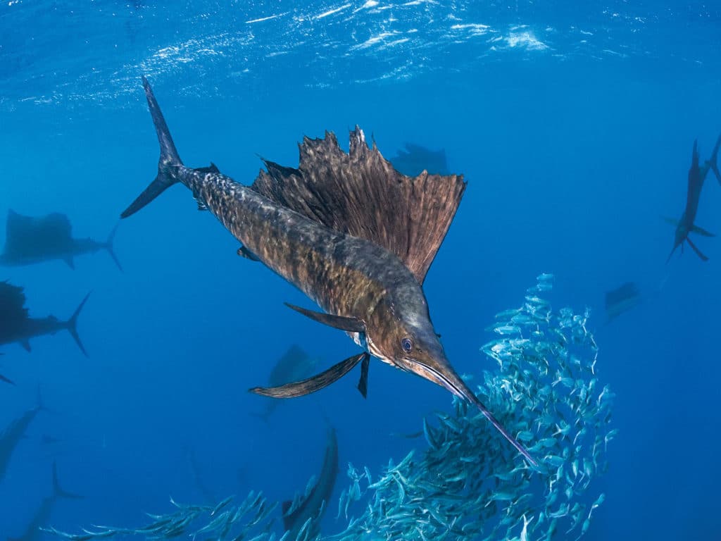 Long thought to be one of the fastest fish in the ocean, a new study reveals Sailfish rely on agility when seeking their prey.