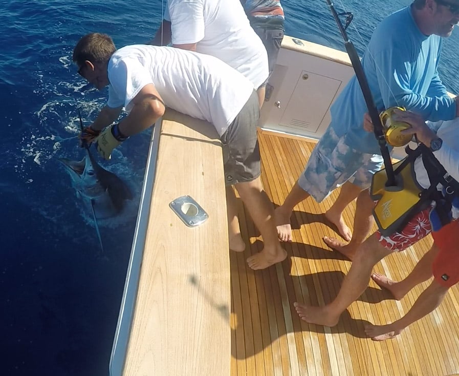 blue marlin caught in tournament