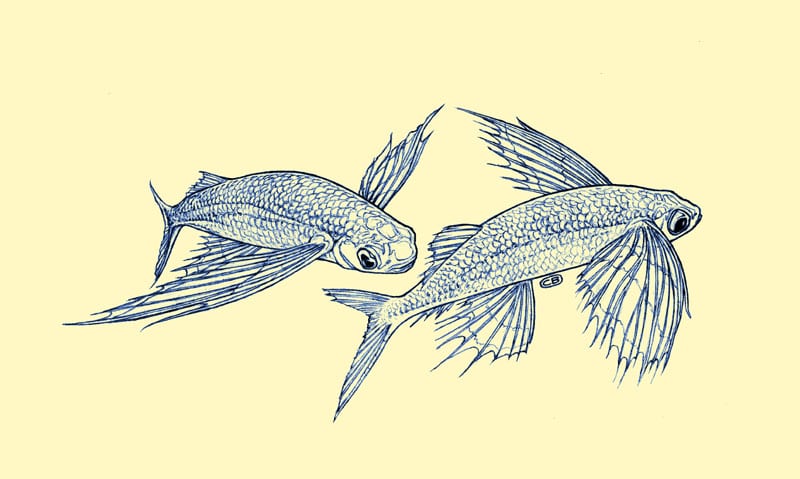 082_craig brumfield - flyingfish.jpg