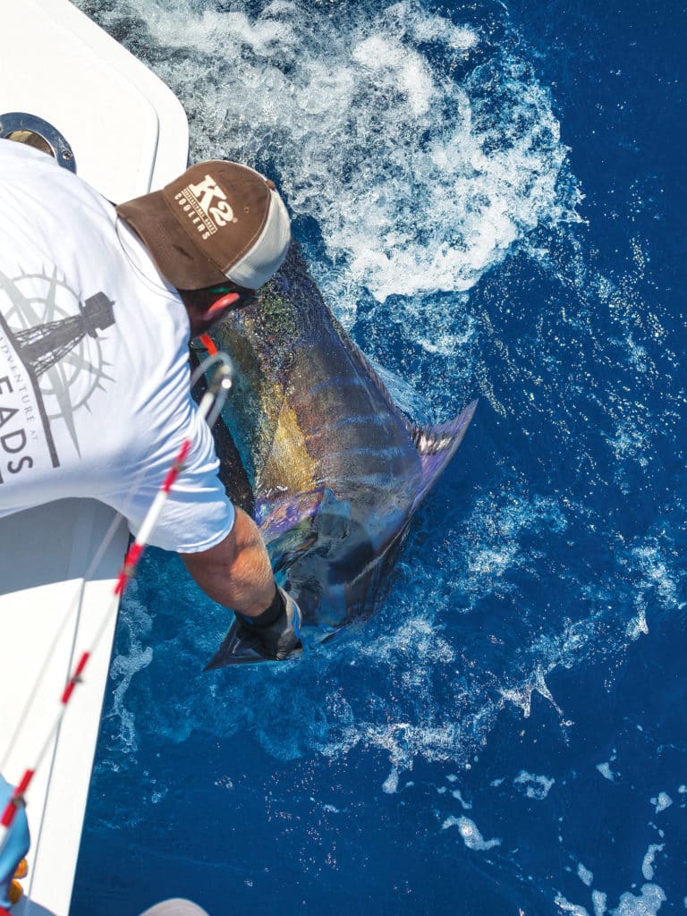 blue marlin released at boat side