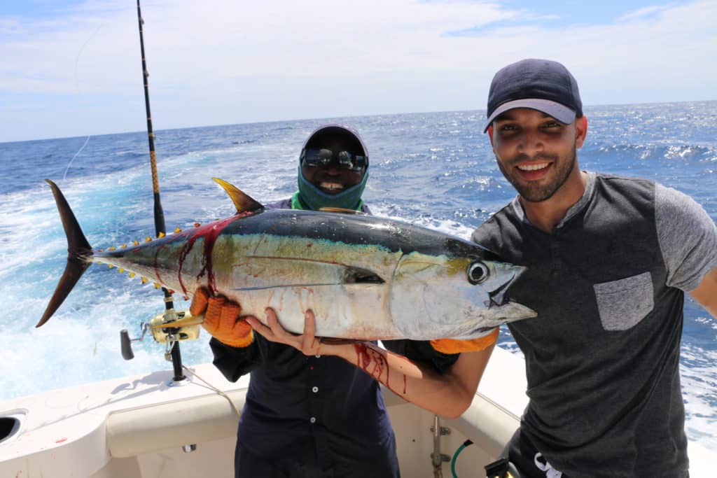 yellowfin tuna