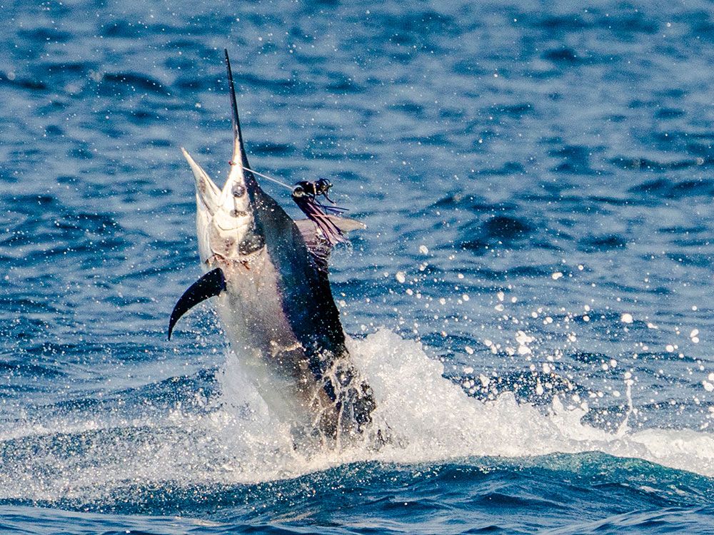 marlin jumping out of water