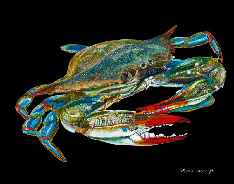 110_marie carney - blue crab.jpg