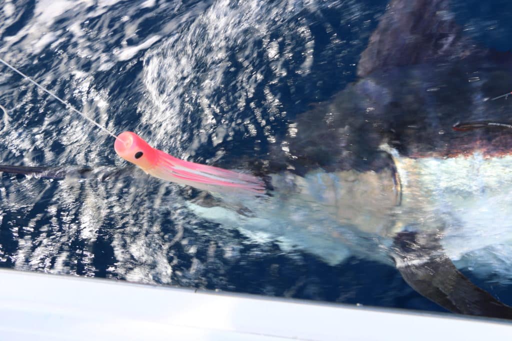 black marlin sat tag