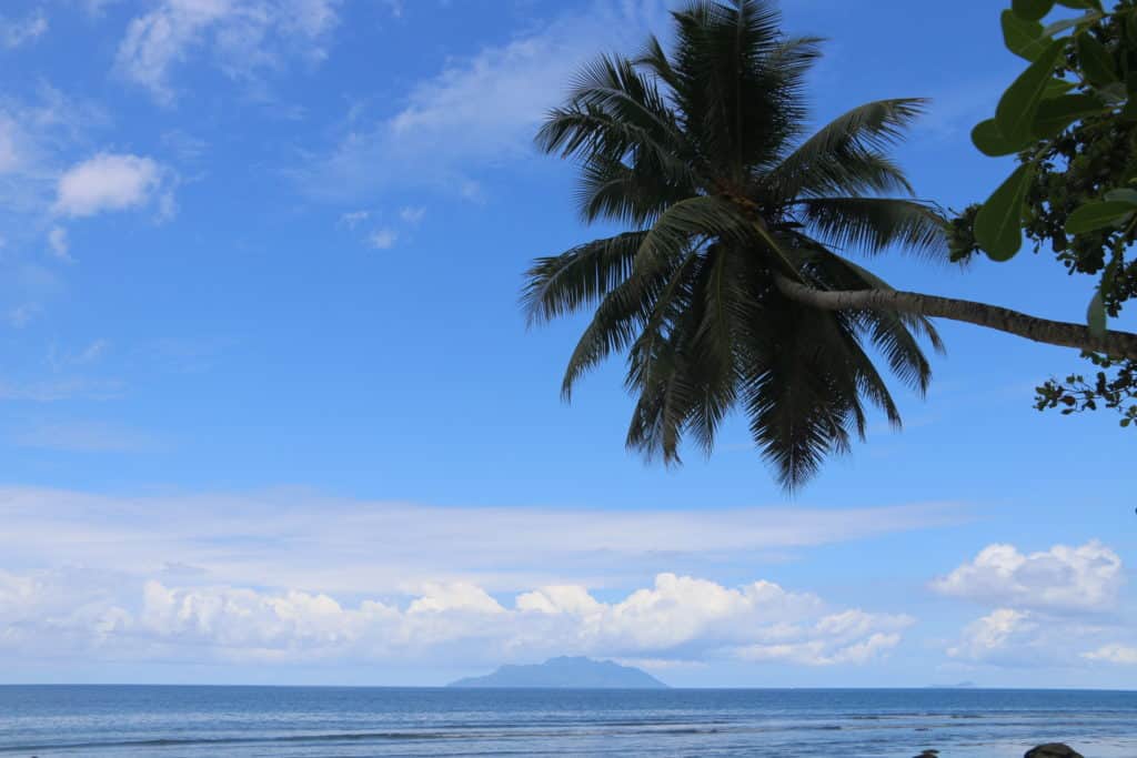 beach and palm tree seychelles