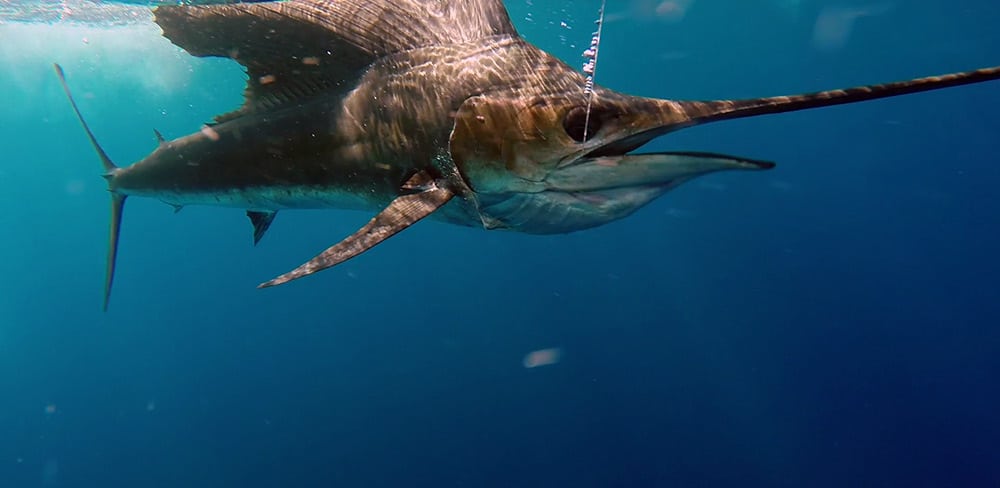 2018 offshore world championship day 4 sailfish