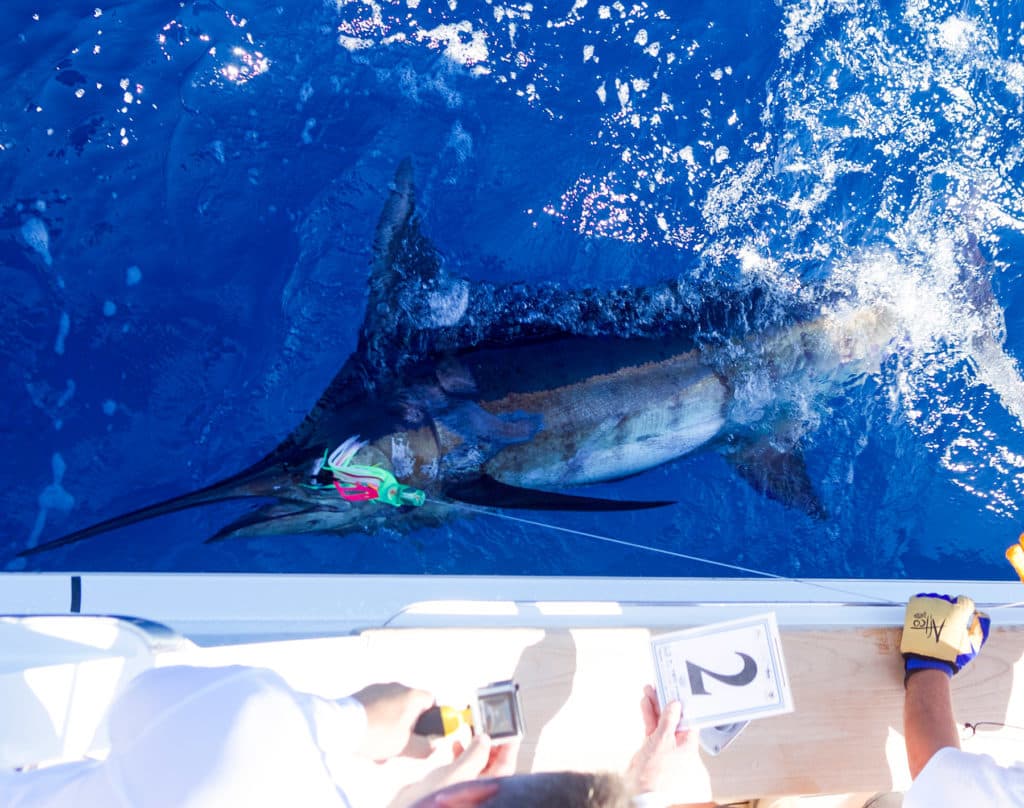 blue marlin in Los Cabos Billfish Tournament