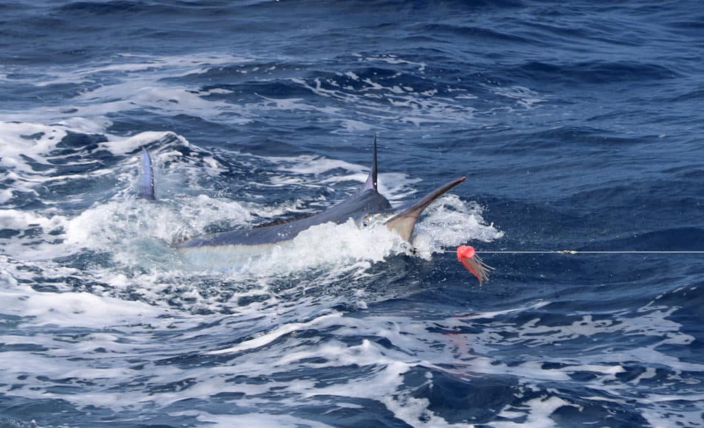 black marlin