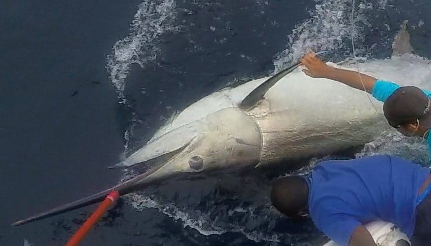 black marlin catch