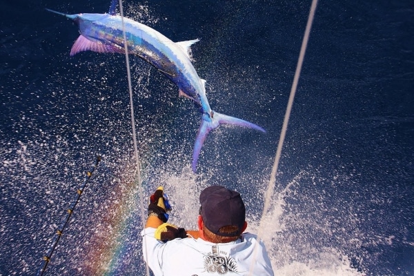 black marlin Fishing photo
