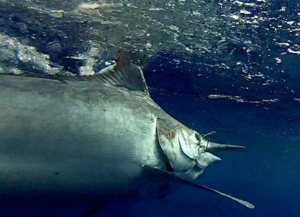 black marlin Fishing photo