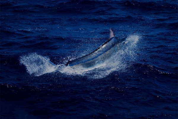marlin fishing photo