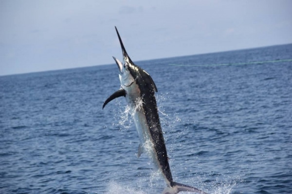 marlin fishing photo