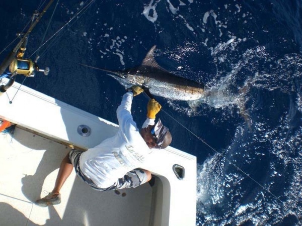 marlin fishing photo
