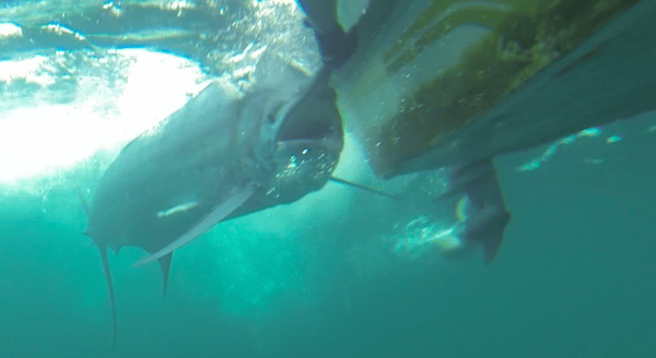 marlin fishing photo