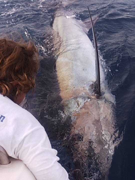 marlin fishing photo
