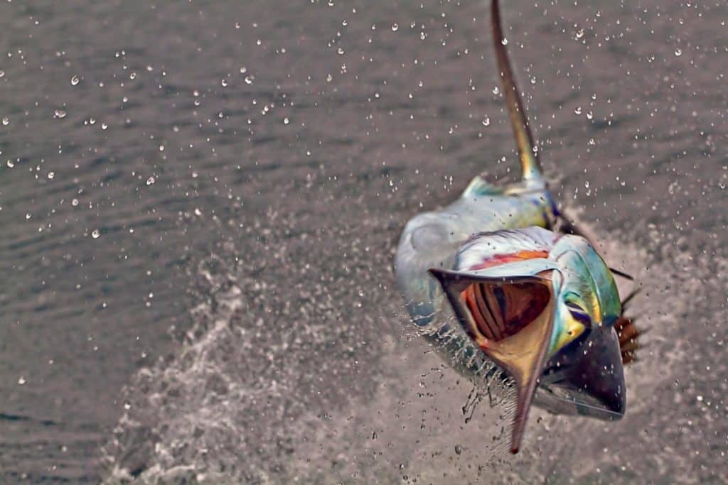 sailfish photo