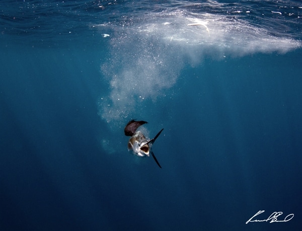 sailfish photo