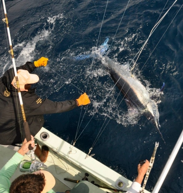 marlin fishing photo