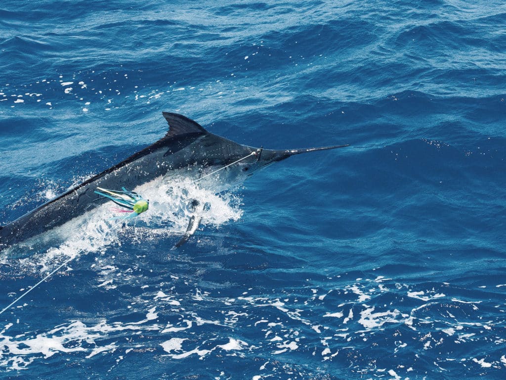 blue marlin jumping