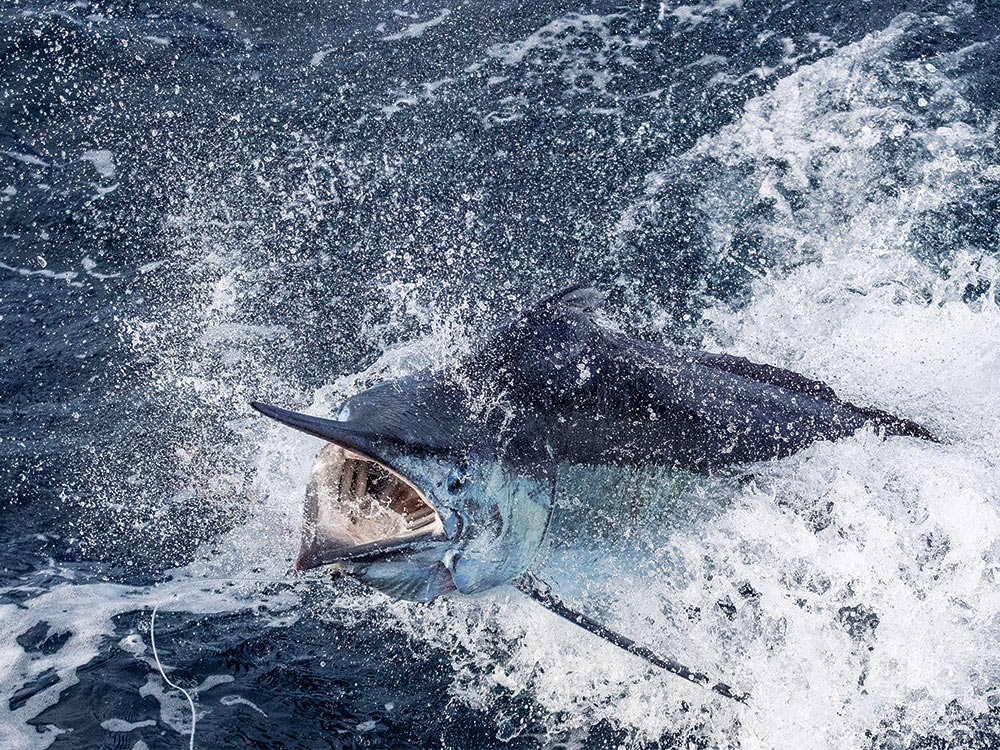 blue marlin crashing out of the water