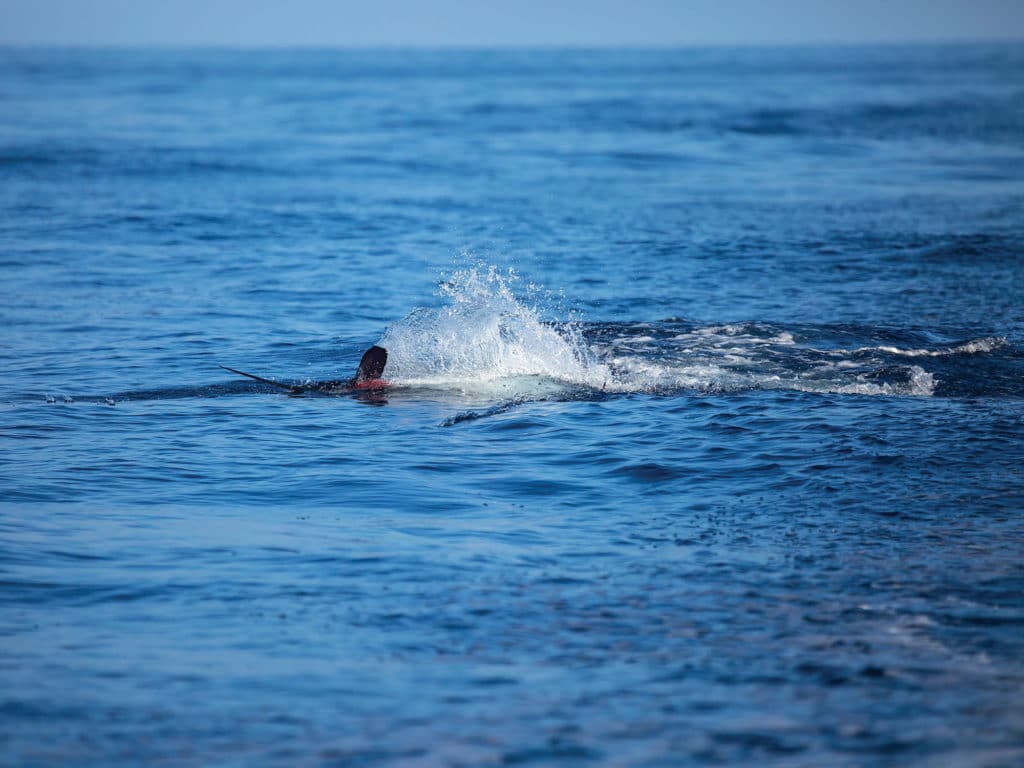 white marlin on a lure