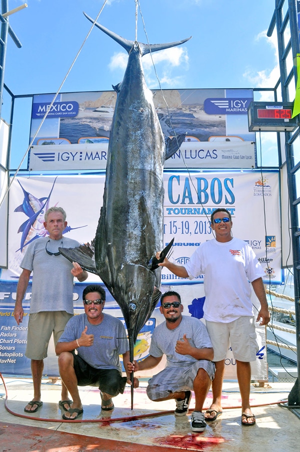 2013lcbt_extraction_625bluemarlin.jpg