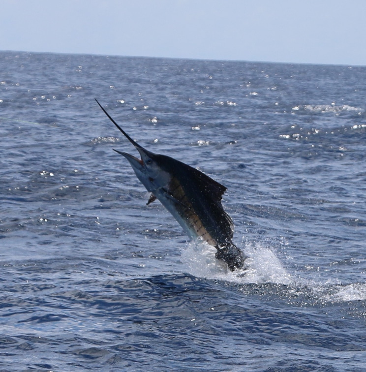 sailfish tag and release