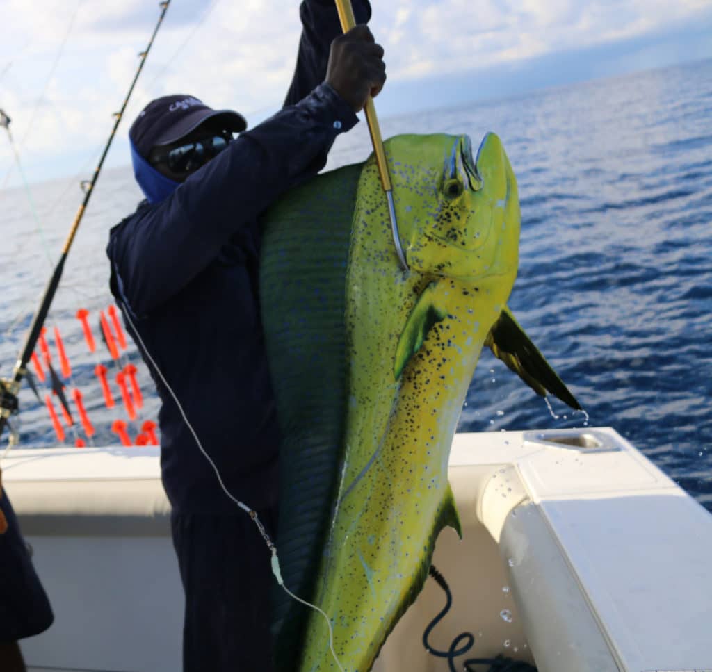 mahimahi indian ocean