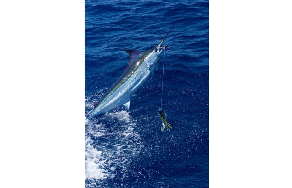 300 Blue Marlin