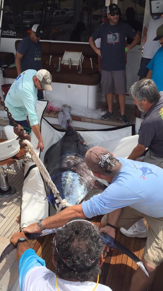 2016 Cajun Canyons Click Through Matt Mauldwin Keith English largest blue marlin