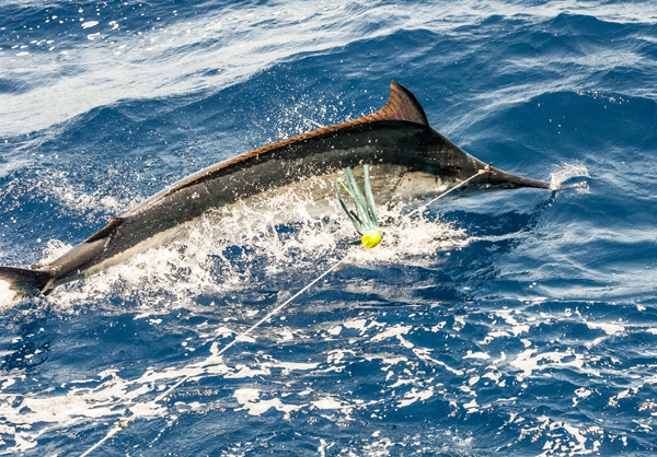 47-ri7u5177.jpg