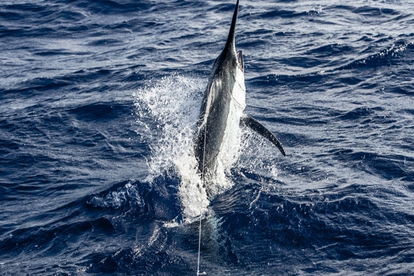 53-ri7u5136.jpg