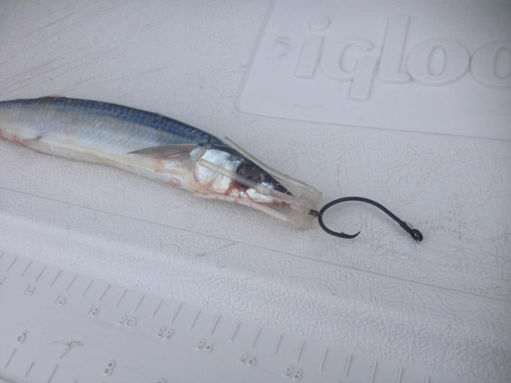 naked ballyhoo rigged to circle hook