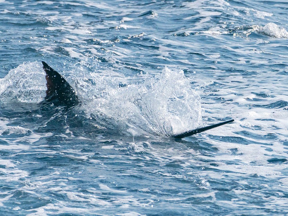 marlin breaking the surface of water in the andaman sea