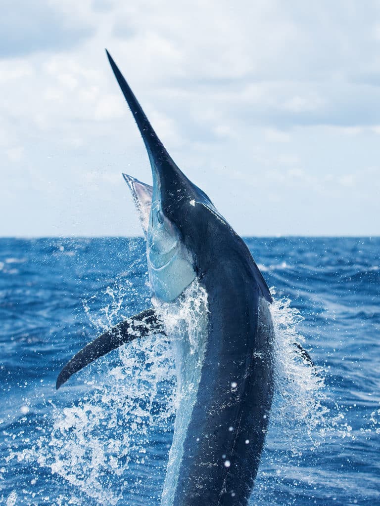 thousand pound grander black marlin jumping