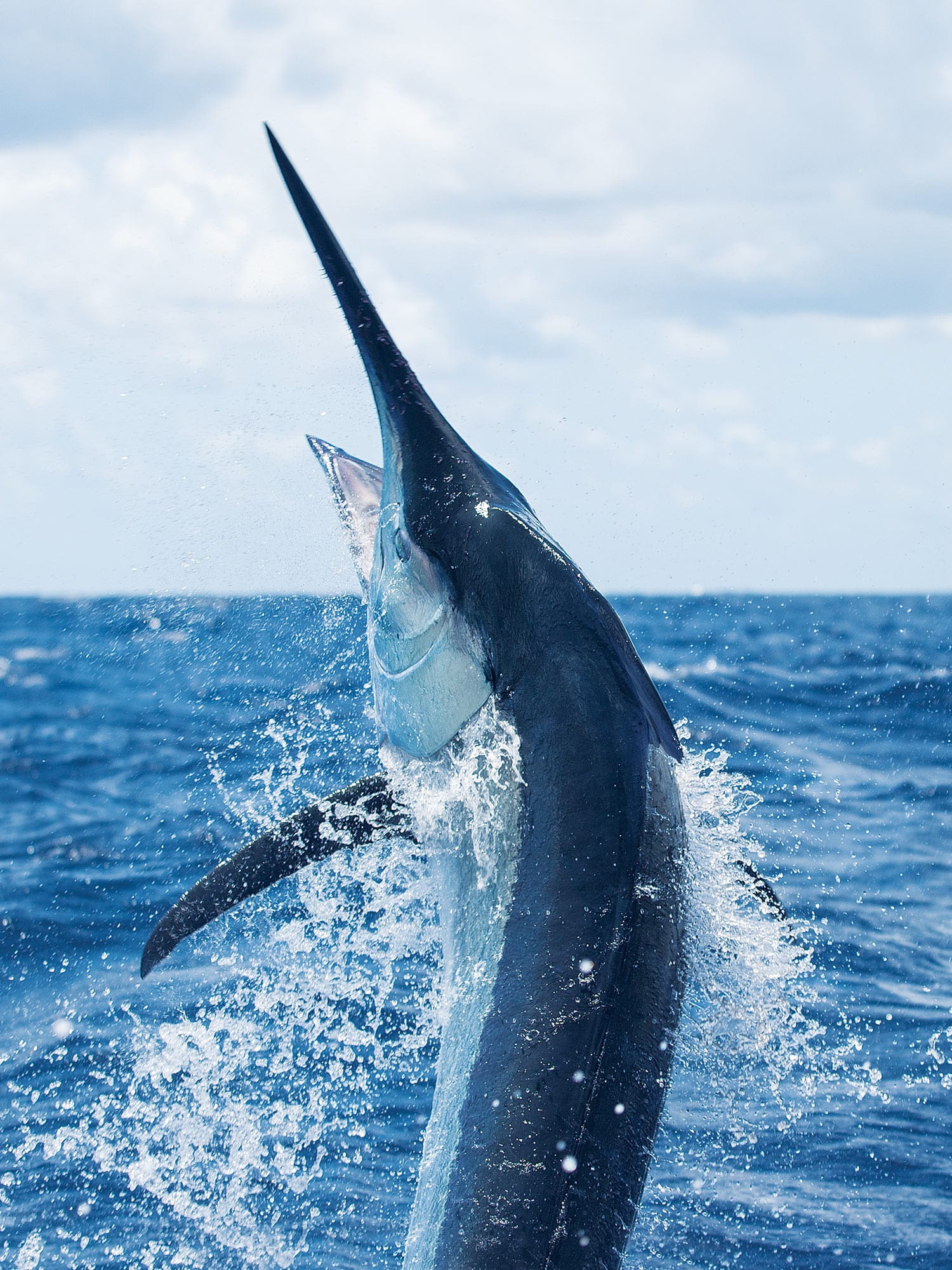 Fishing Cairns, Australia for Thousand-Pound Black Marlin | Marlin