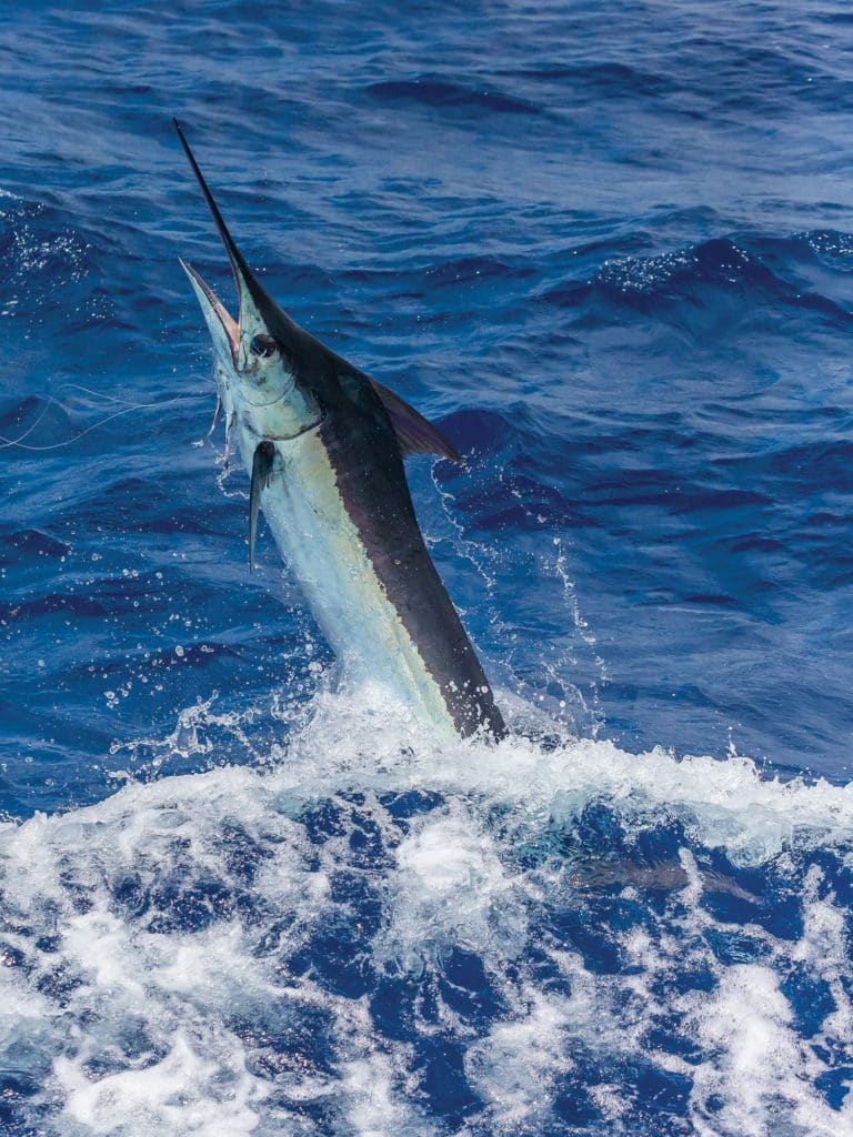 blue marlin jumping