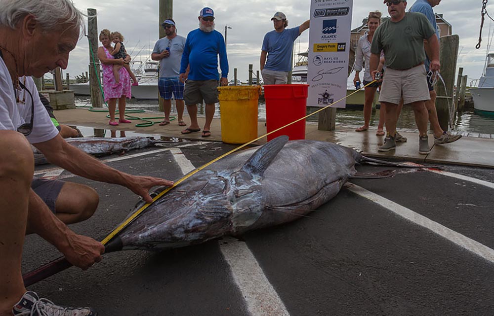 2018 hatteras village offshore open tournament marlin