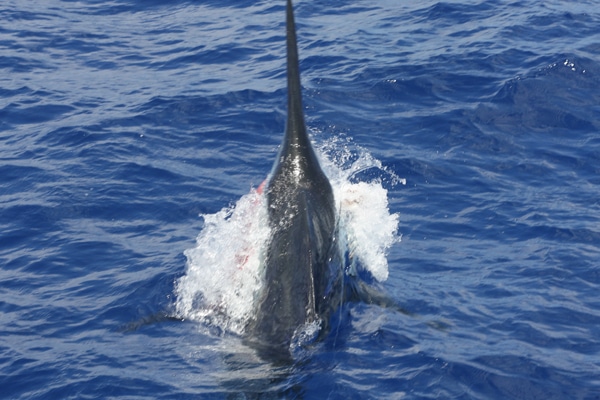 68-ri7u4935.jpg