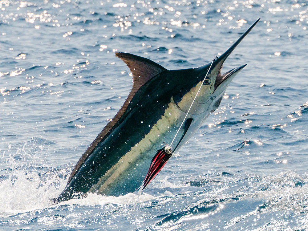 marlin jumping out of the water in the andaman sea