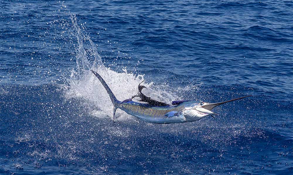 marlin striking a lure and jumping out of water