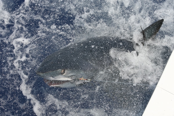 72-ri7u4888.jpg