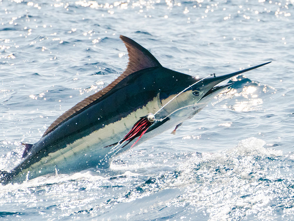marlin jumping out of the water in the andaman sea
