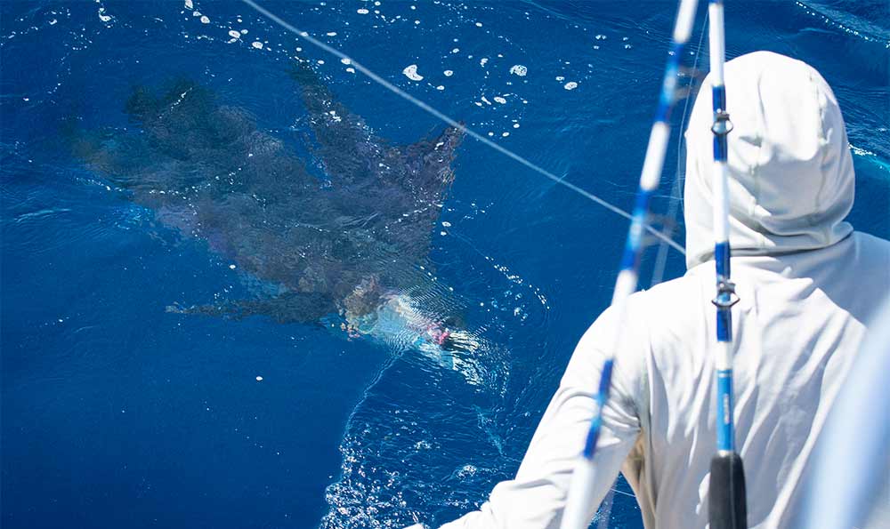 angler looking at a marlin boatside