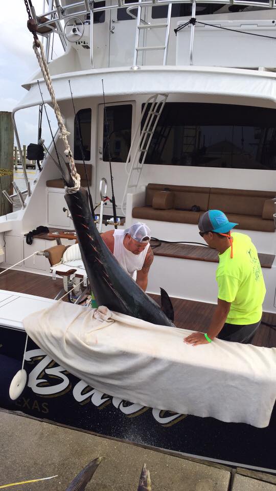 2016 Cajun Canyons Bimini Babe bluefin tuna