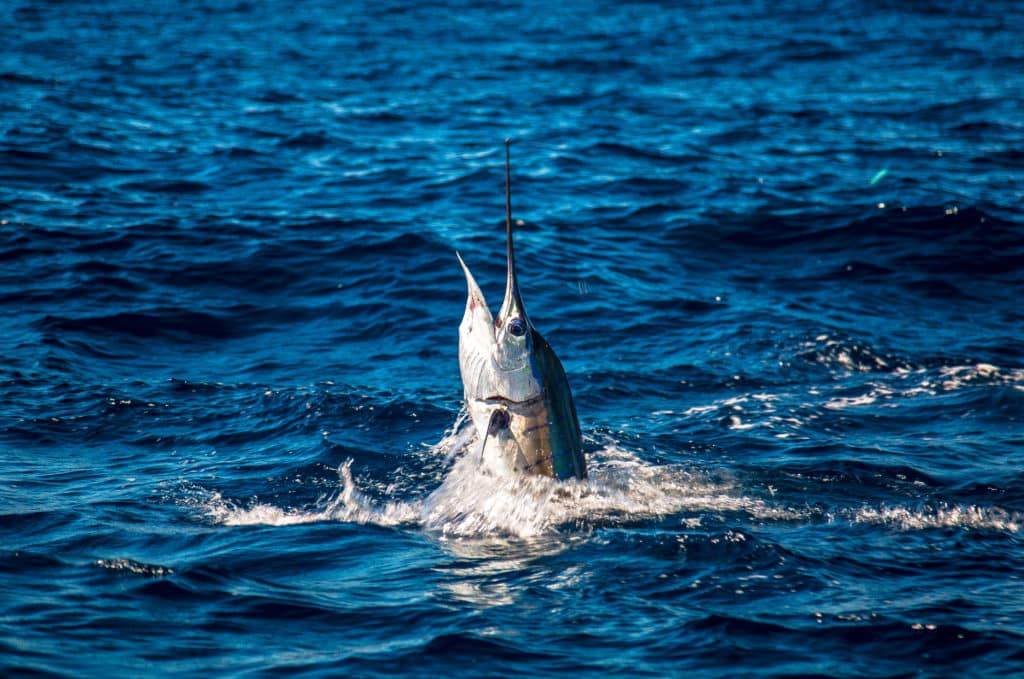sailfish jumping